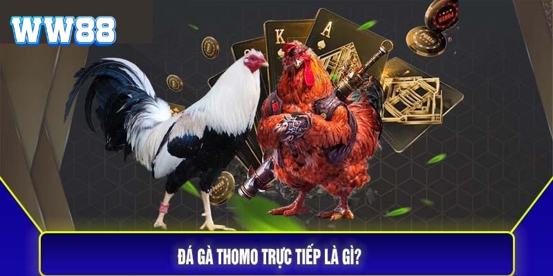 Đá gà Thomo là gì? Vì sao lại thu hút bet thủ gia nhập giải trí?