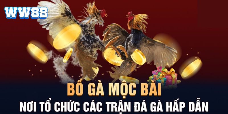 Tại sao đá gà mộc bài thu hút người chơi đông đảo đến vậy?