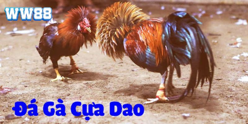 Khái quát đá gà cựa dao WW88