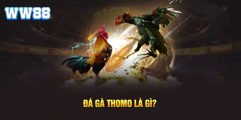 Đá Gà Thomo - Bí Quyết Giúp Bet Thủ Thắng Lớn Mỗi Khi Gia Nhập