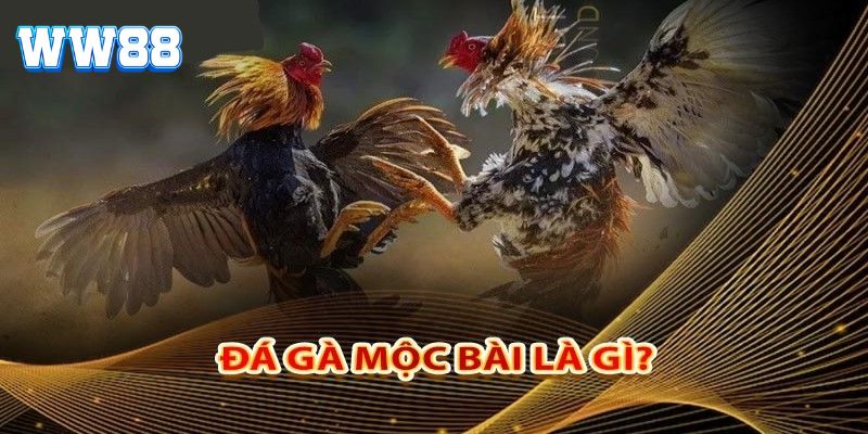 Tìm hiểu đá gà mộc bài là gì?